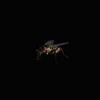 Pat the Fly — Run Fly mascot